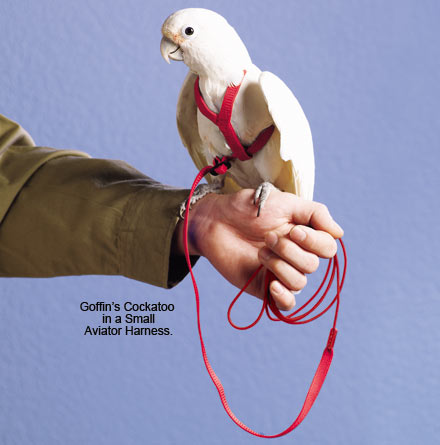 bird harness petsmart
